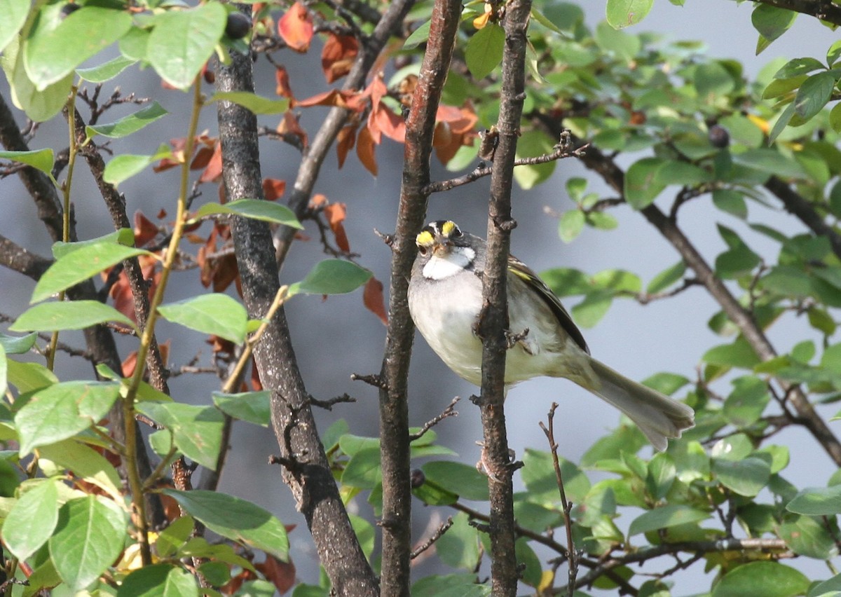 White-throated Sparrow - ML608855443