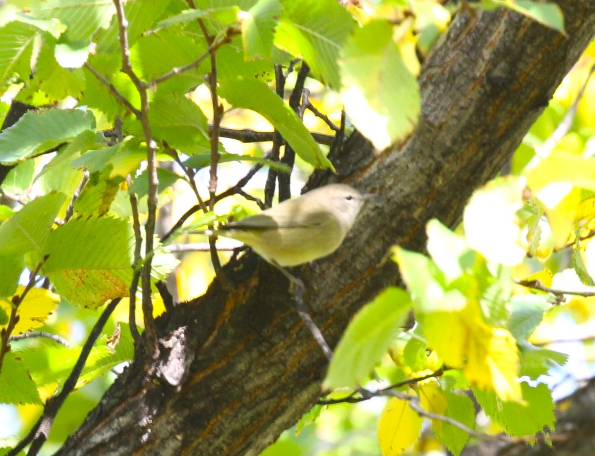 Orange-crowned Warbler - ML608855458