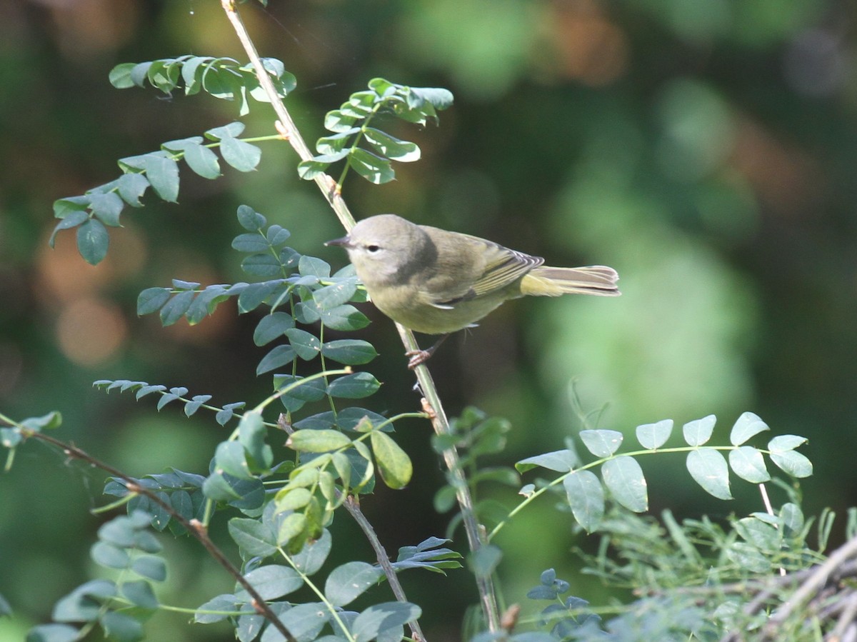 Orange-crowned Warbler - ML608855461