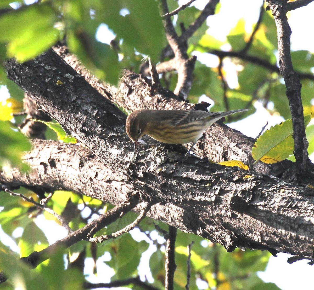 Yellow-rumped Warbler - ML608855470