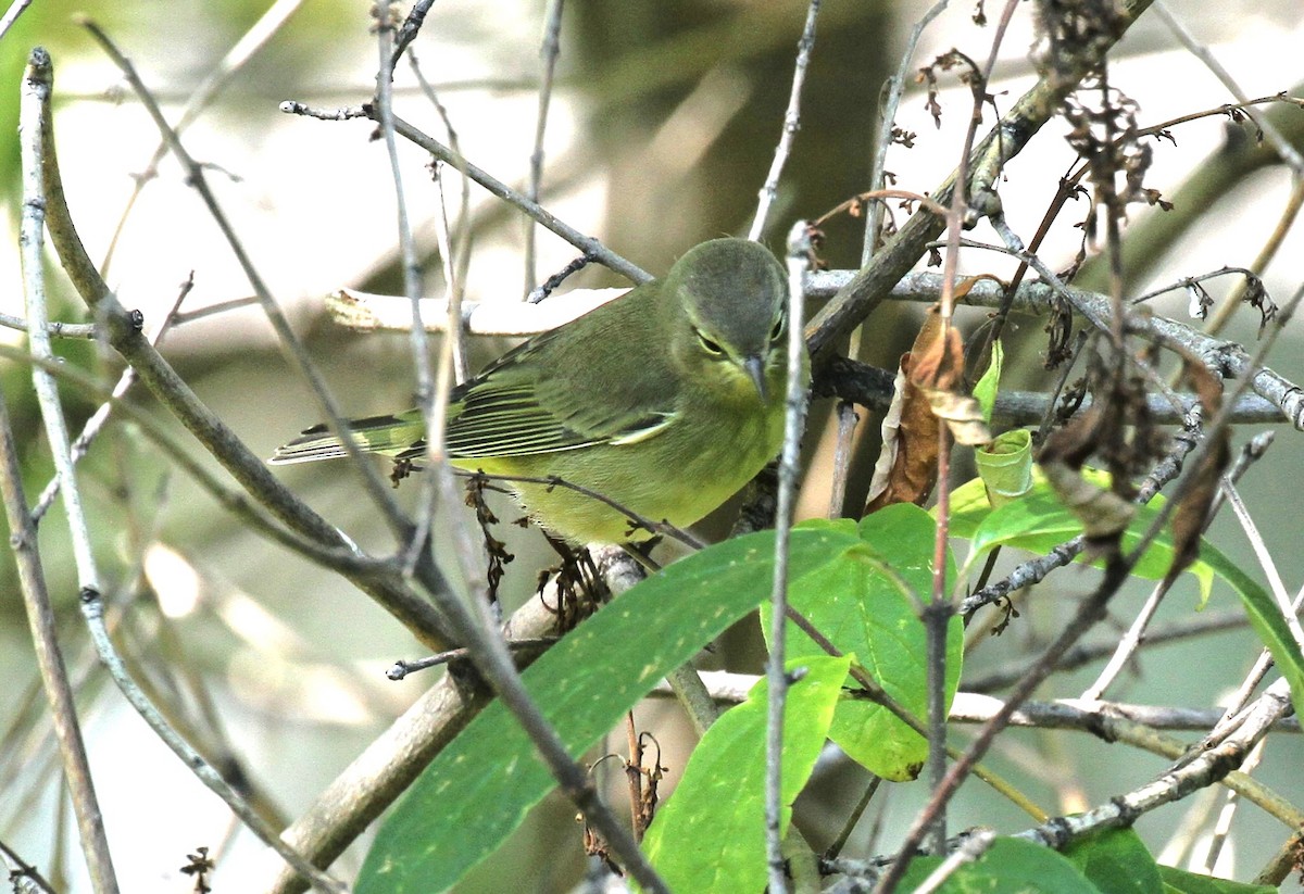 Orange-crowned Warbler - ML608855495