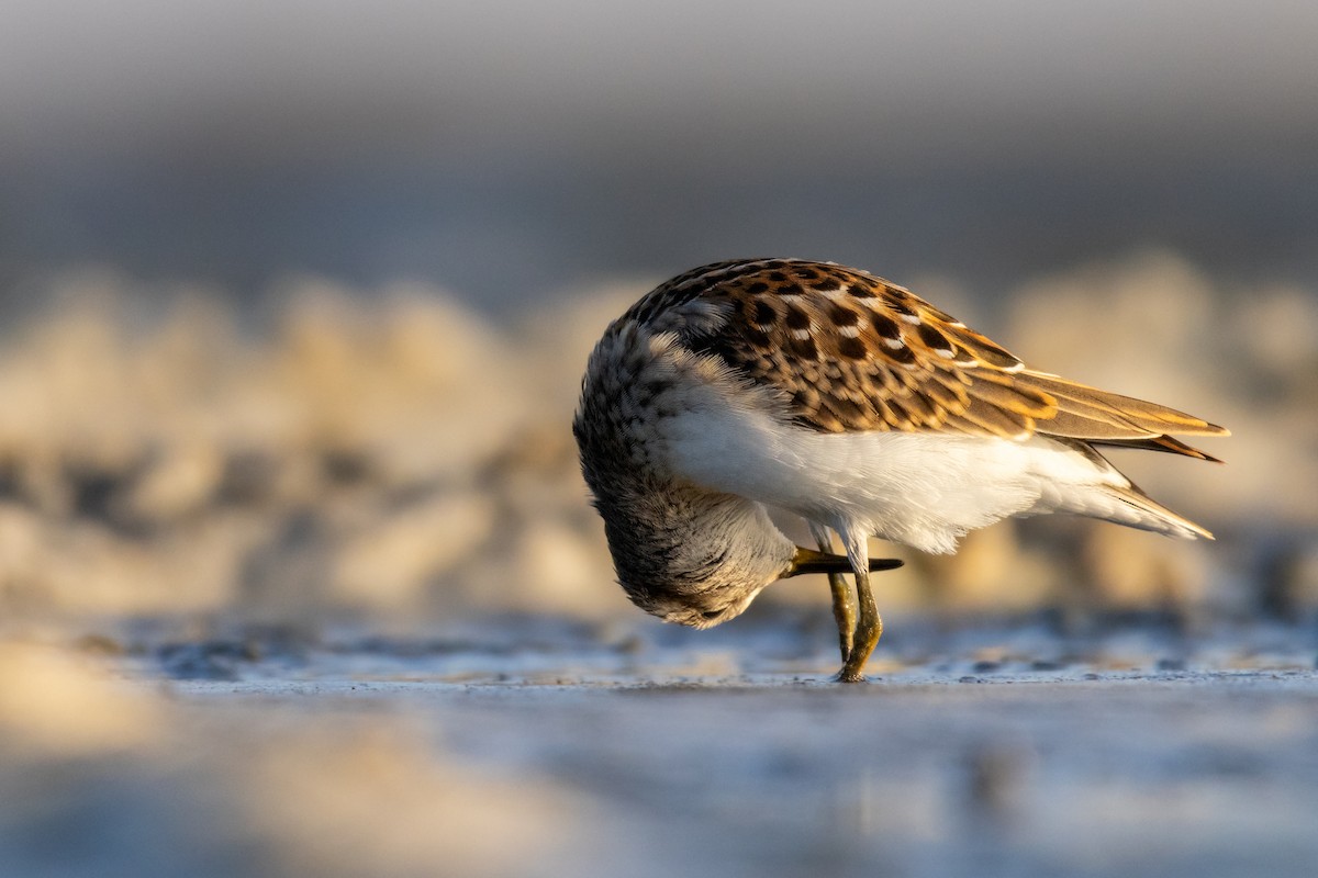 Least Sandpiper - ML608855512