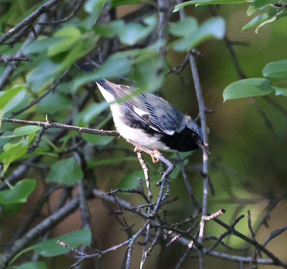 Black-throated Blue Warbler - ML608855614