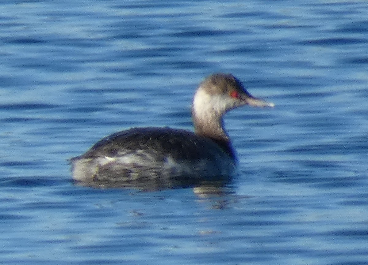 Horned Grebe - ML608855625