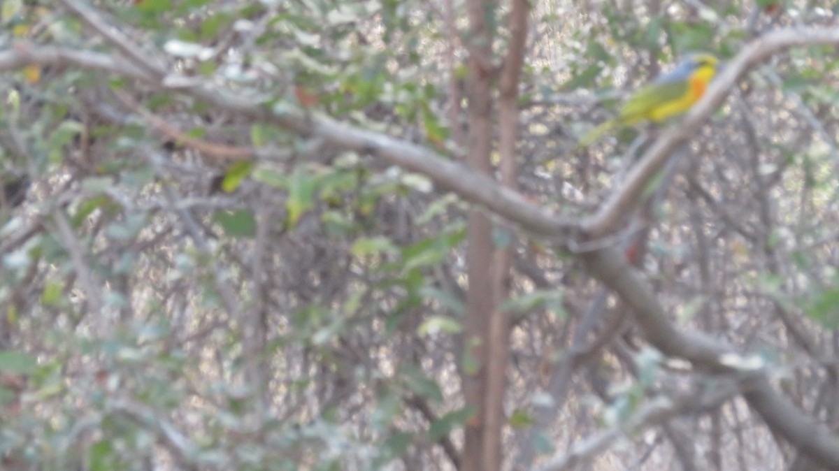 Sulphur-breasted Bushshrike - Rudolf Koes