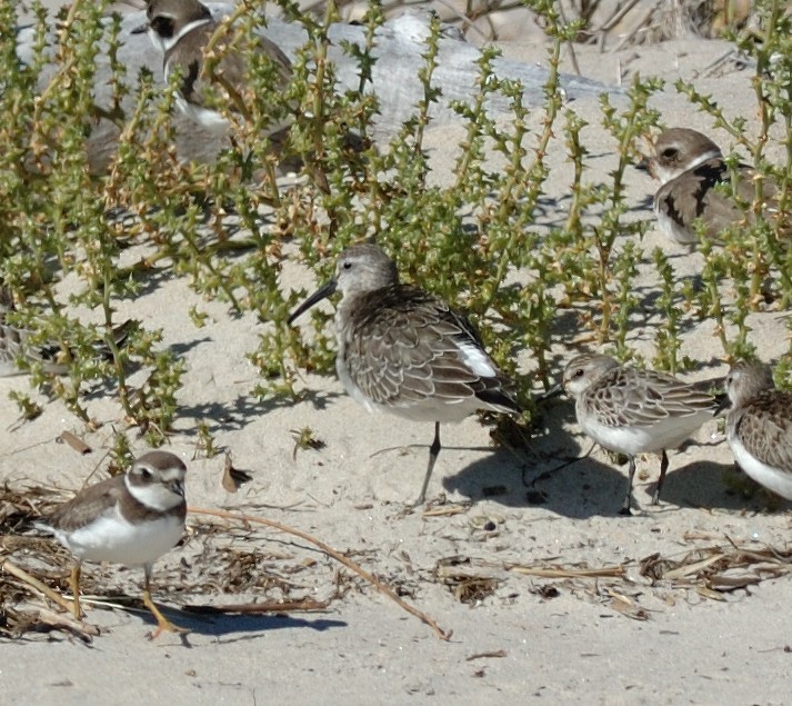 Curlew Sandpiper - Woody Gillies