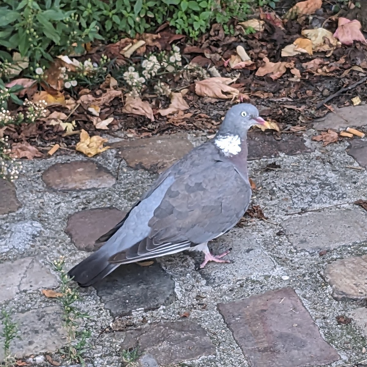 Common Wood-Pigeon - ML608855803