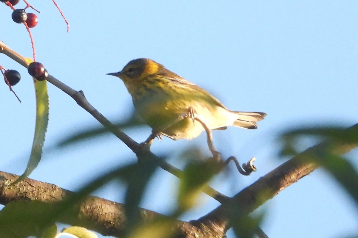 Cape May Warbler - ML608855994