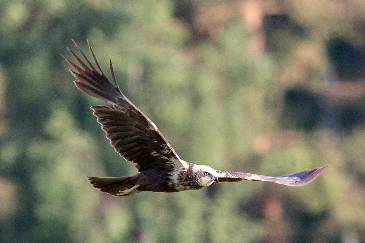 Western Marsh Harrier - ML60885601