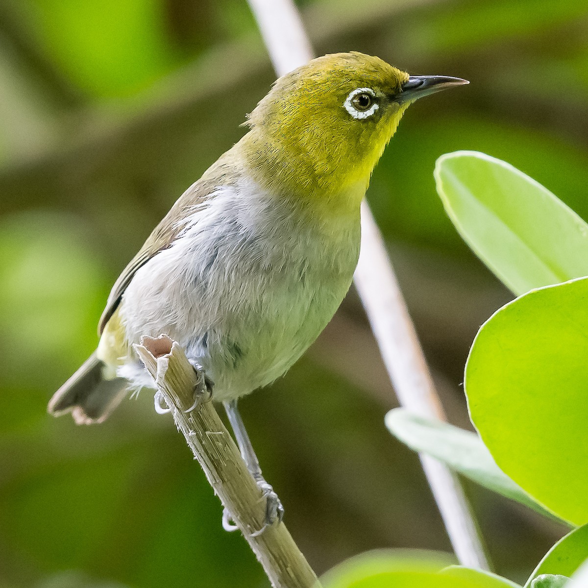 Warbling White-eye - Dave Dorn