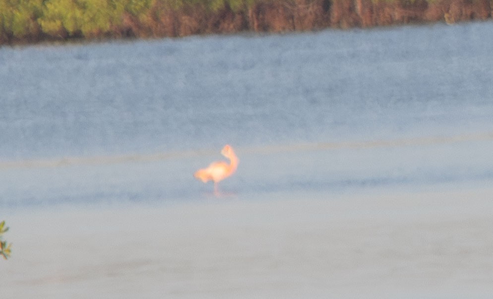 rødflamingo - ML608856157