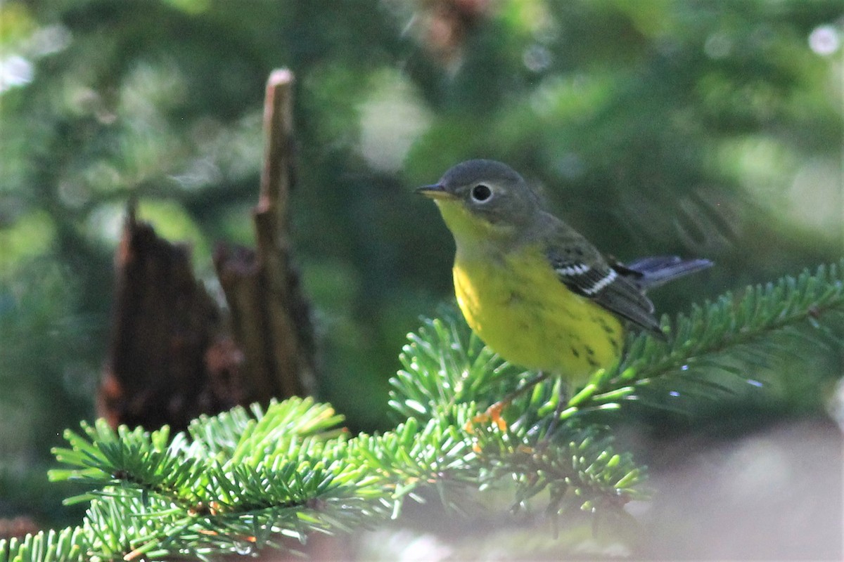 Magnolia Warbler - Harold Forsyth