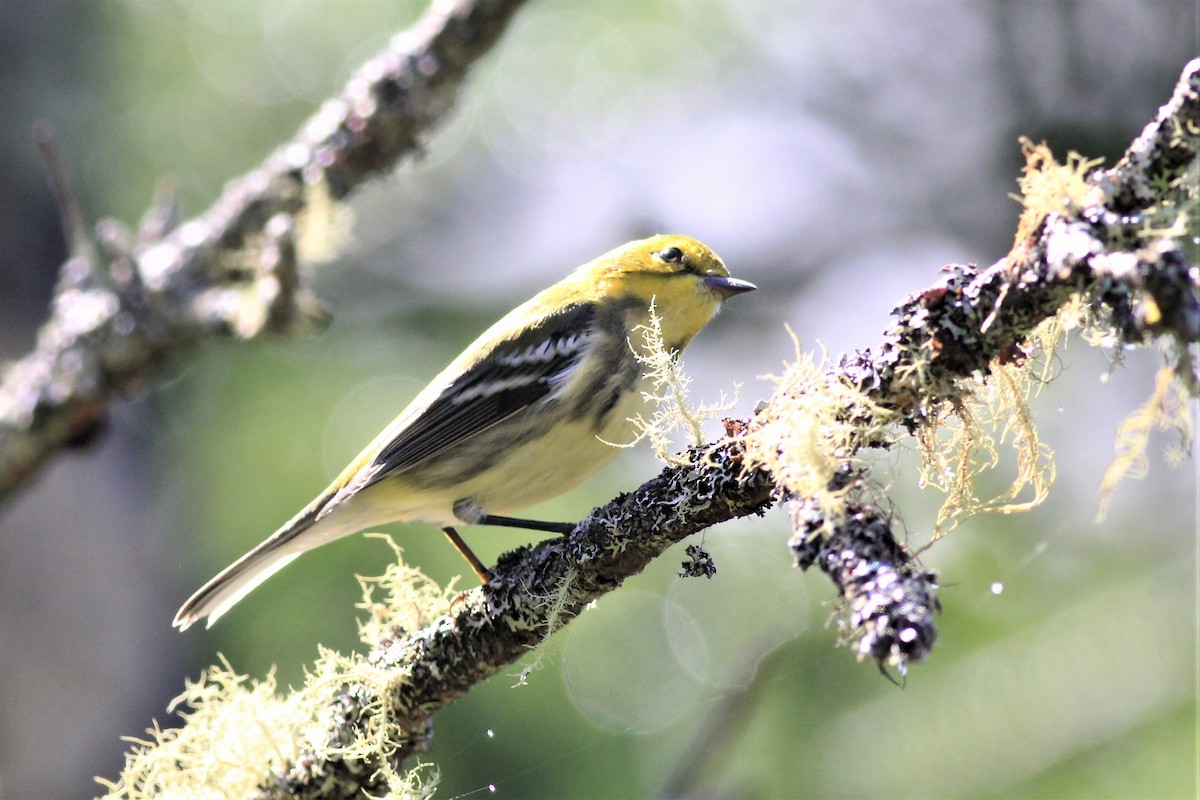 Black-throated Green Warbler - Harold Forsyth