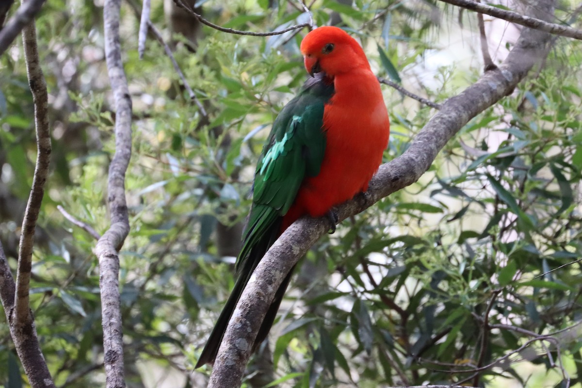 Australian King-Parrot - ML608856286