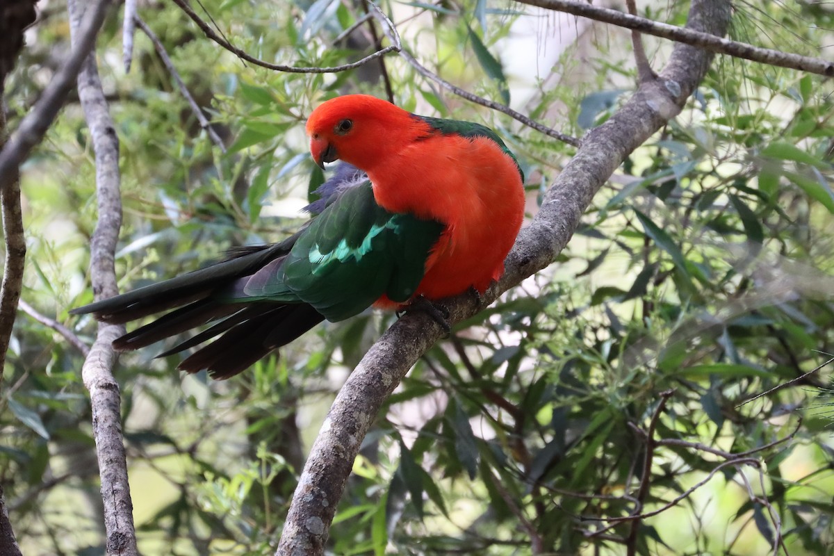 Australian King-Parrot - ML608856293