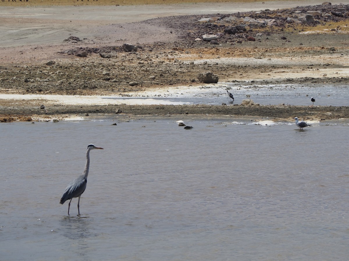 Gray Heron - ML608856391