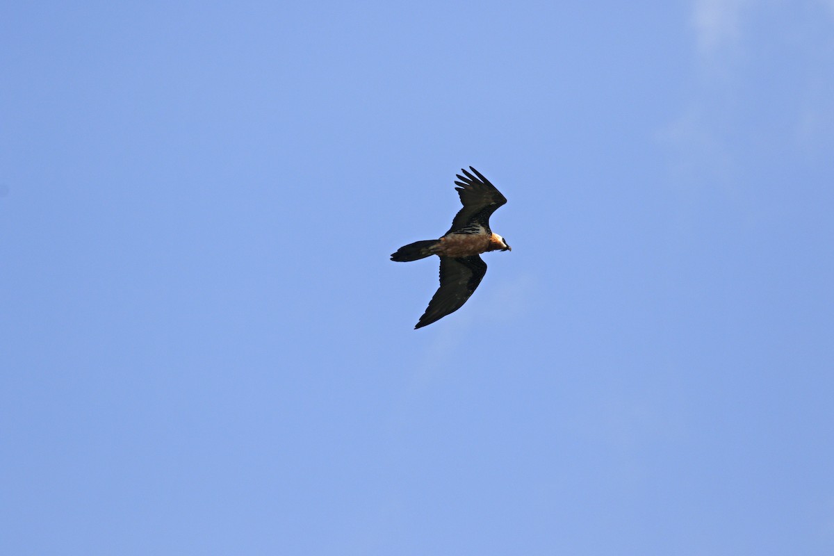 Gypaète barbu (meridionalis) - ML608856443