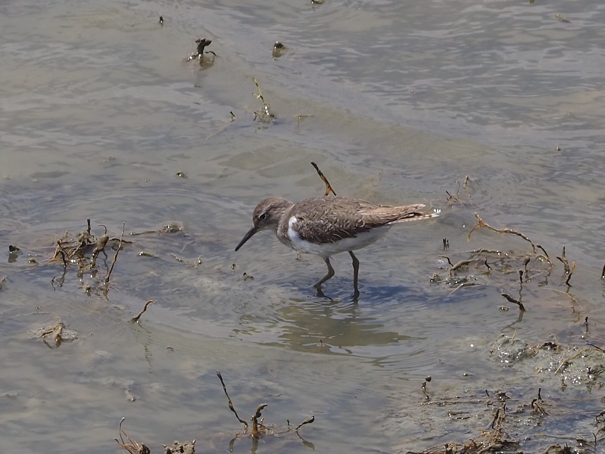 Common Sandpiper - ML608856480