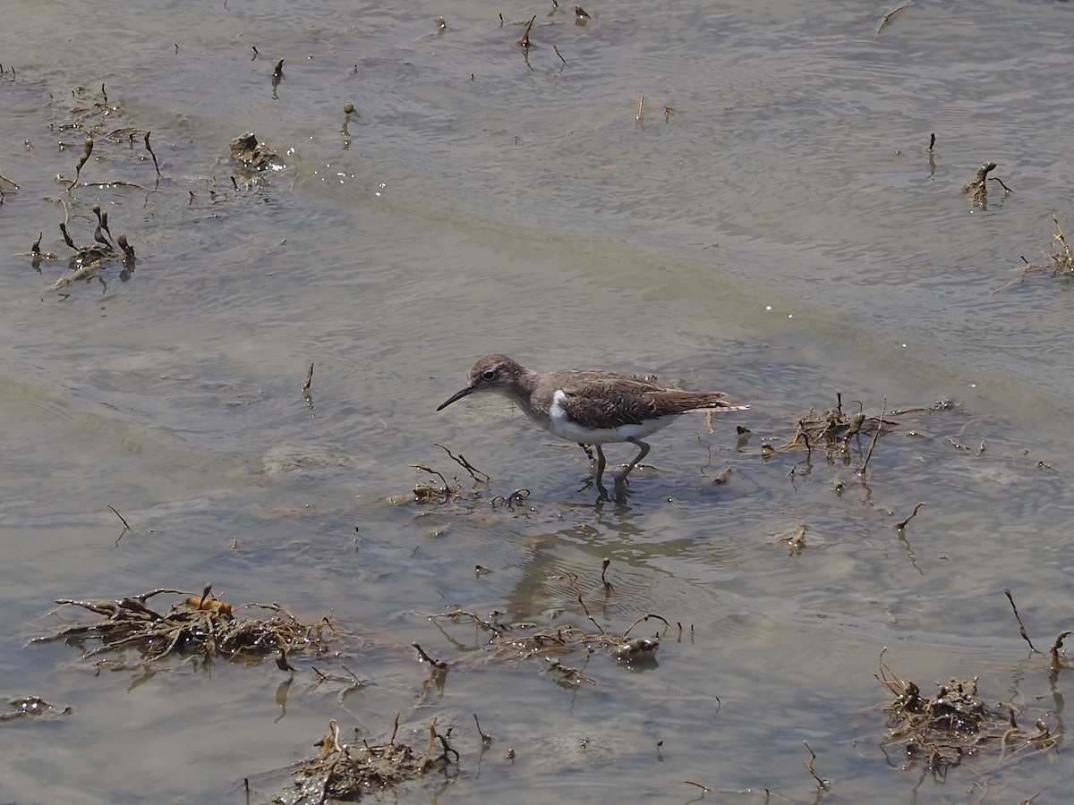 Common Sandpiper - ML608856481