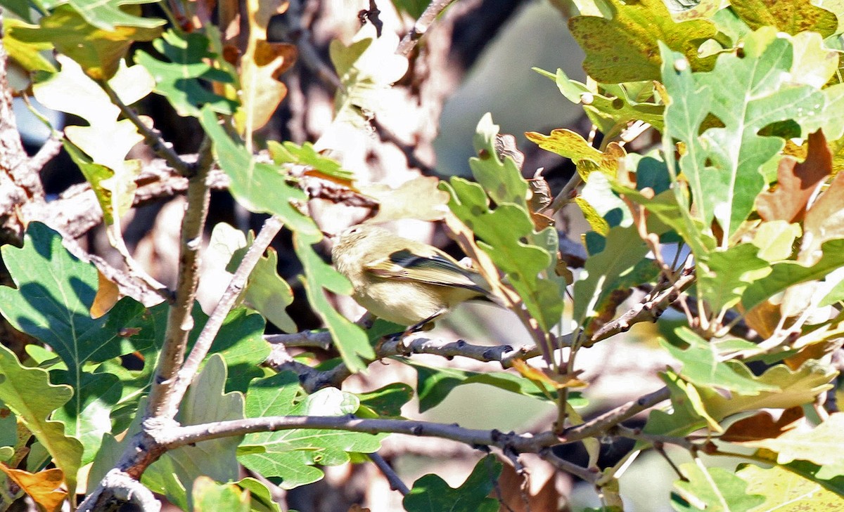 Ruby-crowned Kinglet - Rick Hughes