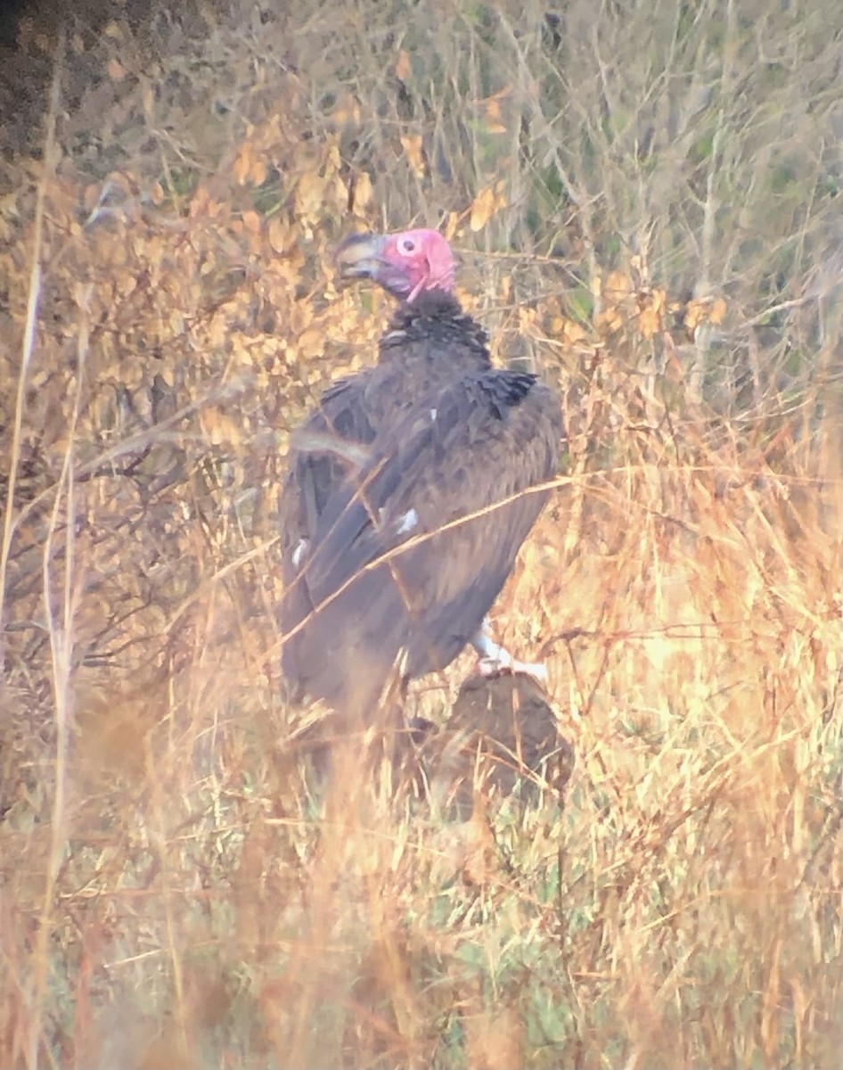 Lappet-faced Vulture - ML608856586