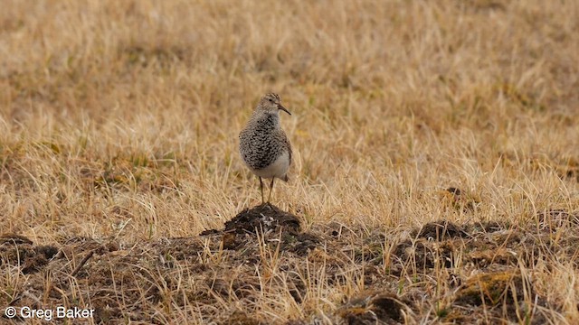 Graubrust-Strandläufer - ML608856685