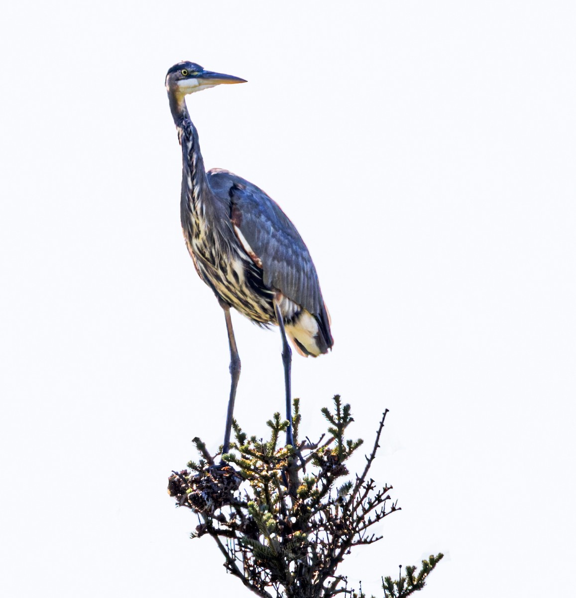 Great Blue Heron - ML608856691