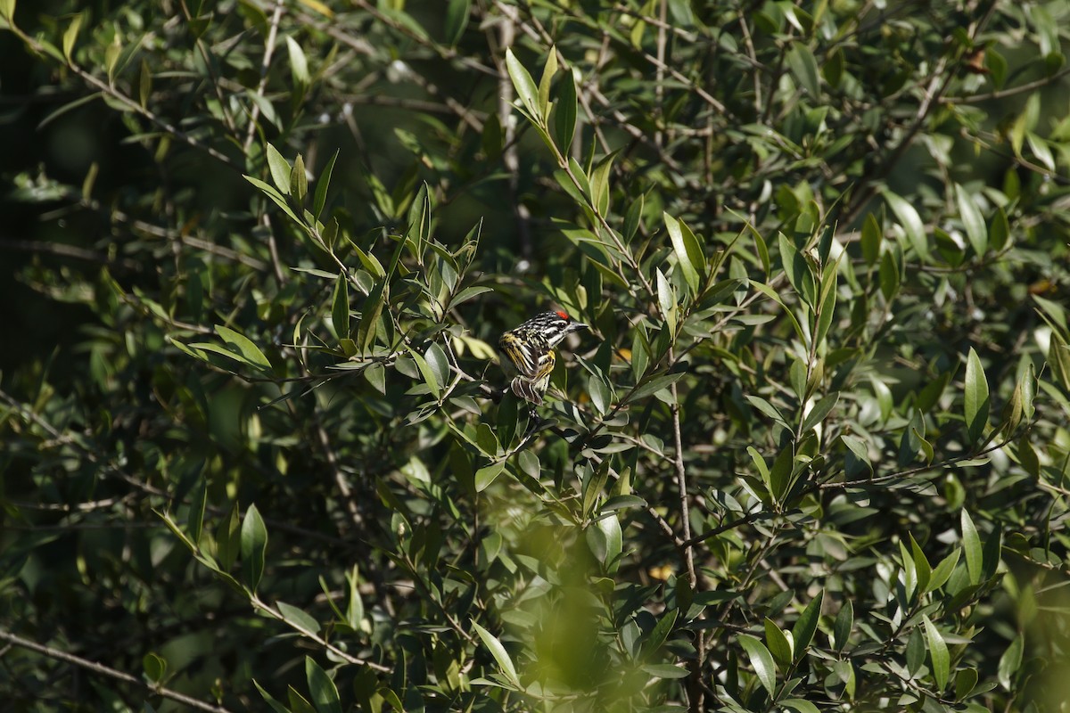 Red-fronted Tinkerbird - ML608856715