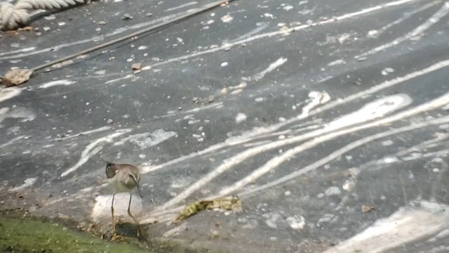 Lesser Yellowlegs - ML608856872