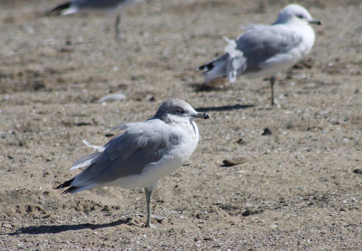 Ring-billed Gull - ML608856926