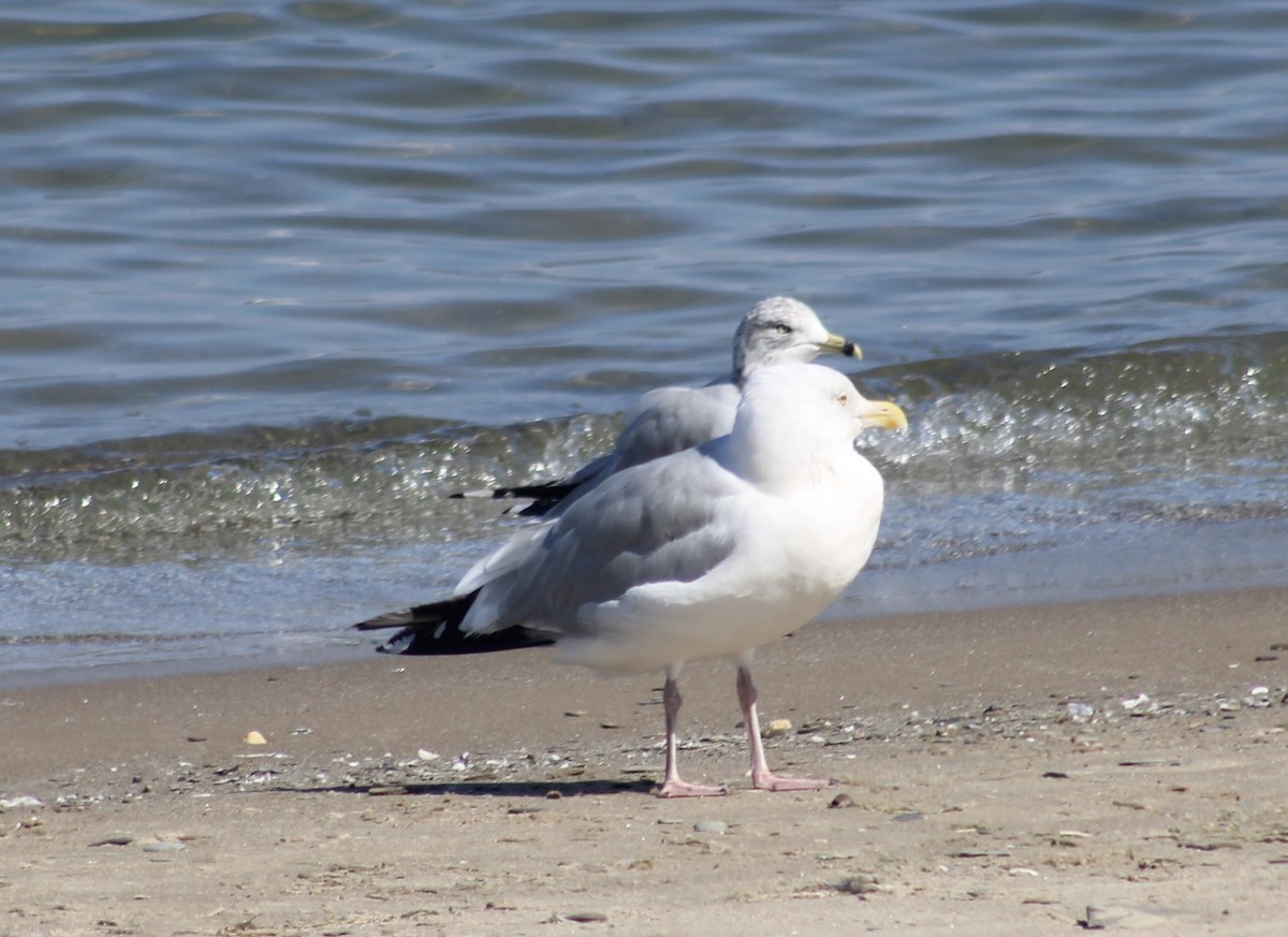 Herring Gull - ML608856934