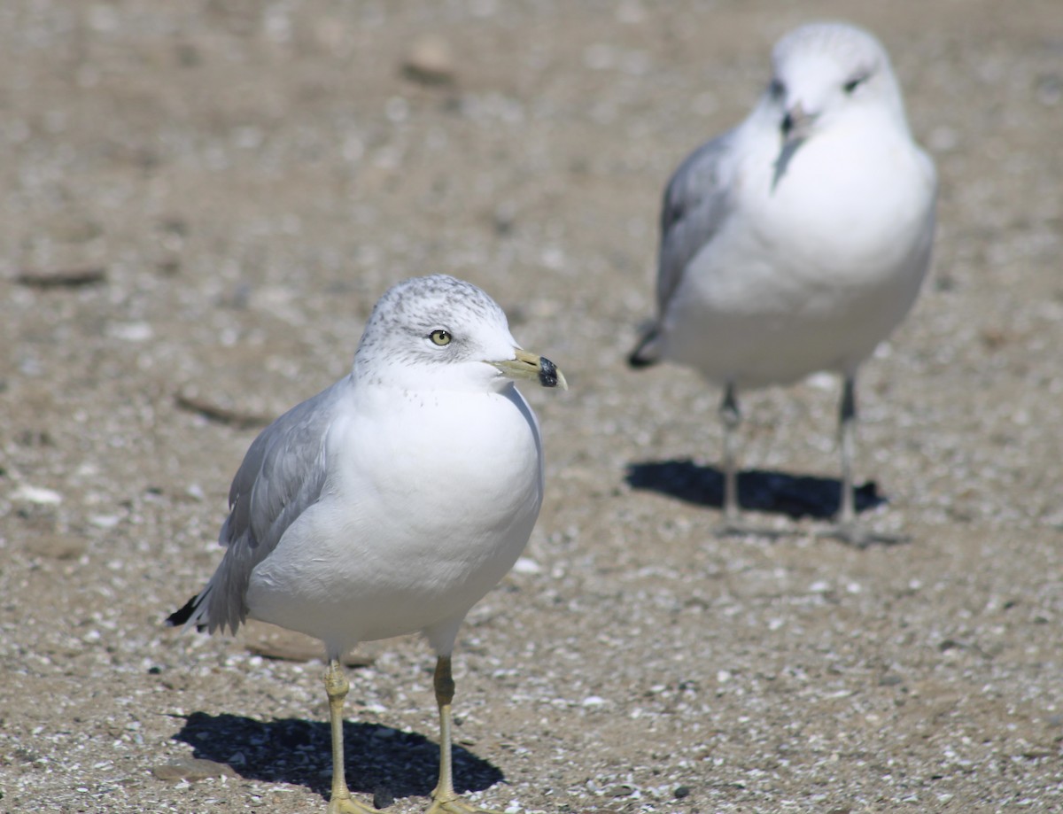 Ring-billed Gull - ML608856938