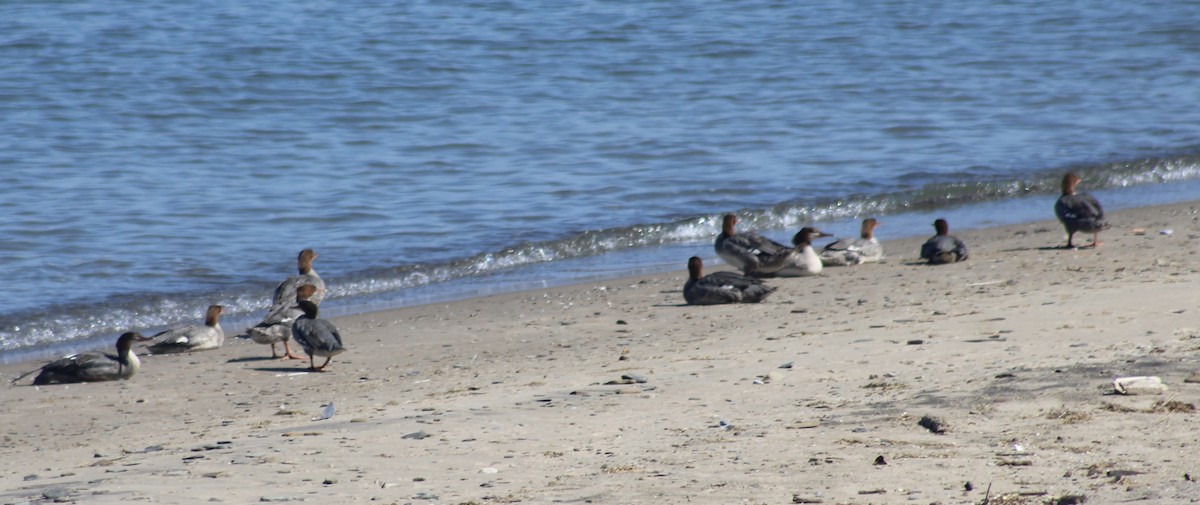 Common Merganser - ML608856949