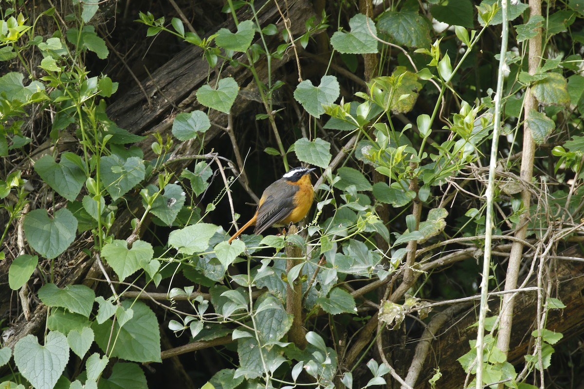 Rüppell's Robin-Chat - ML608856960