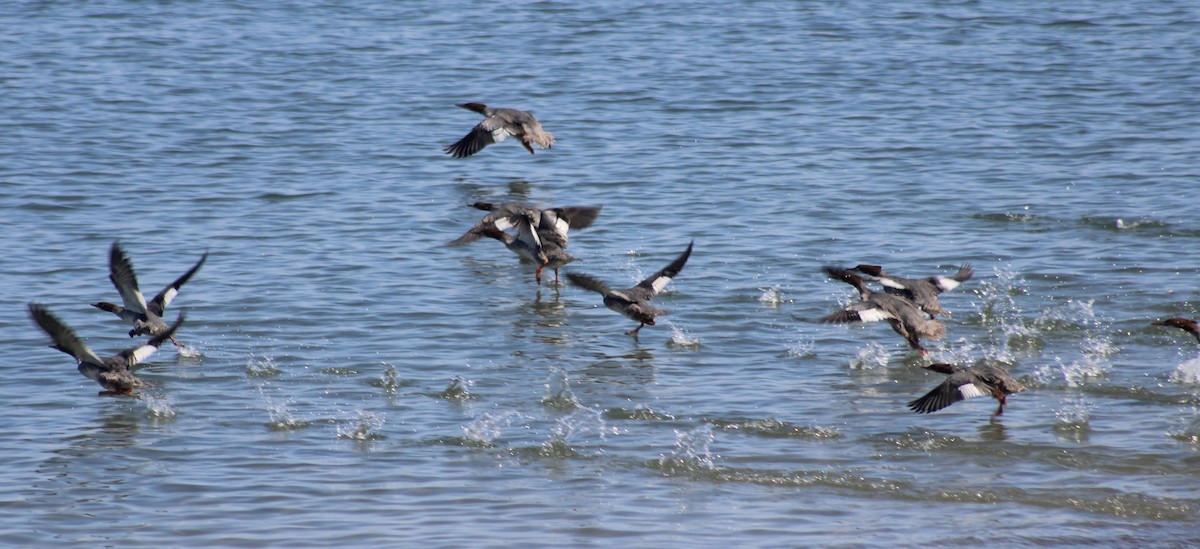 Common Merganser - ML608856961