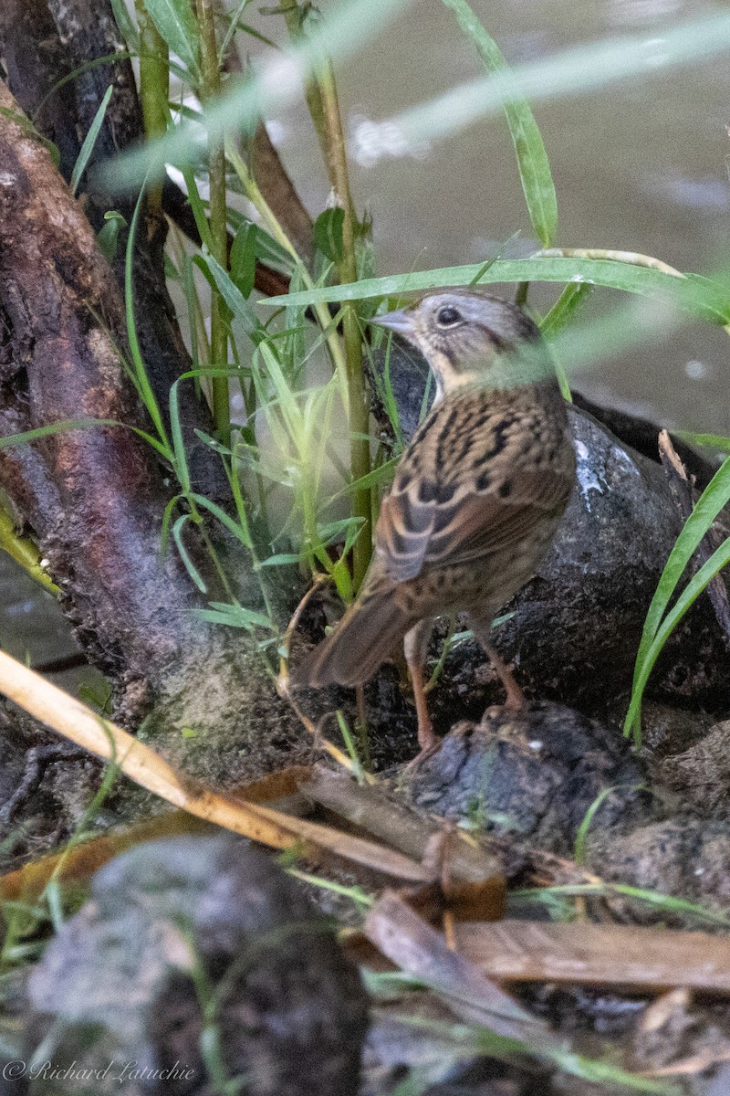 Lincoln's Sparrow - Richard Latuchie