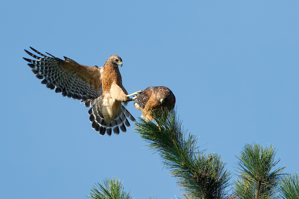 Red-shouldered Hawk - R. Stineman