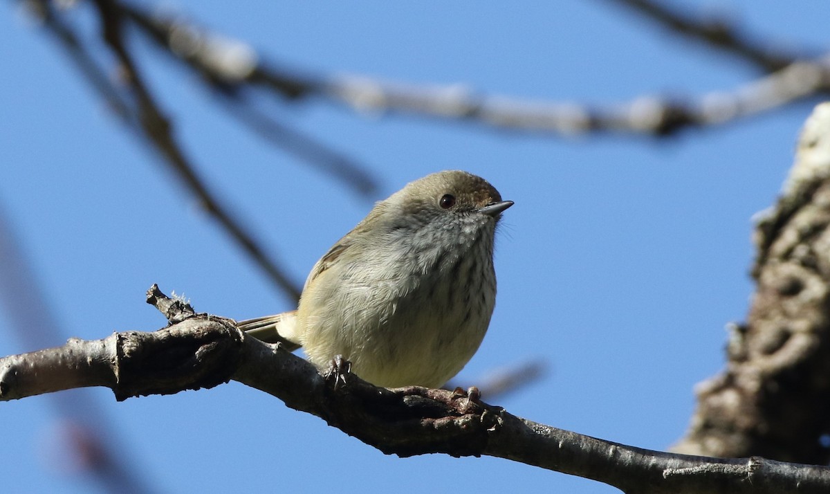 Brown Thornbill - ML608857040