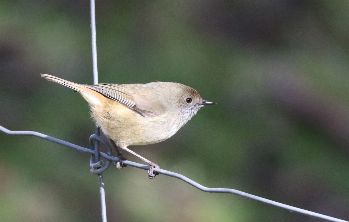 Brown Thornbill - ML608857042