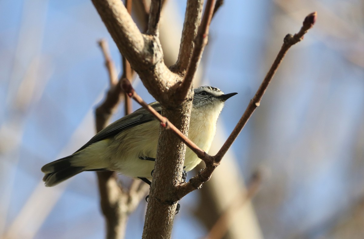 Yellow-rumped Thornbill - ML608857052