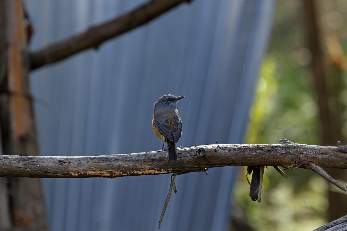 Little Rock-Thrush - ML608857055