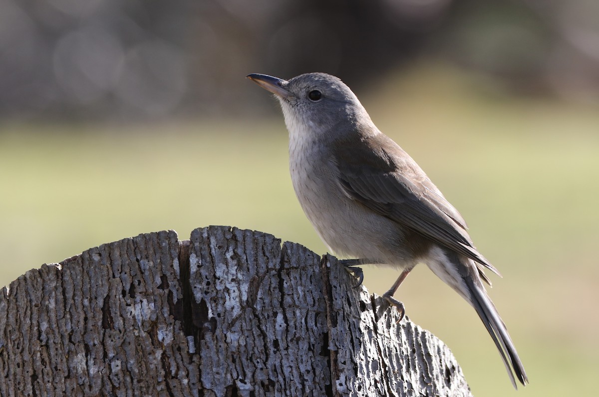 Gray Shrikethrush - ML608857066