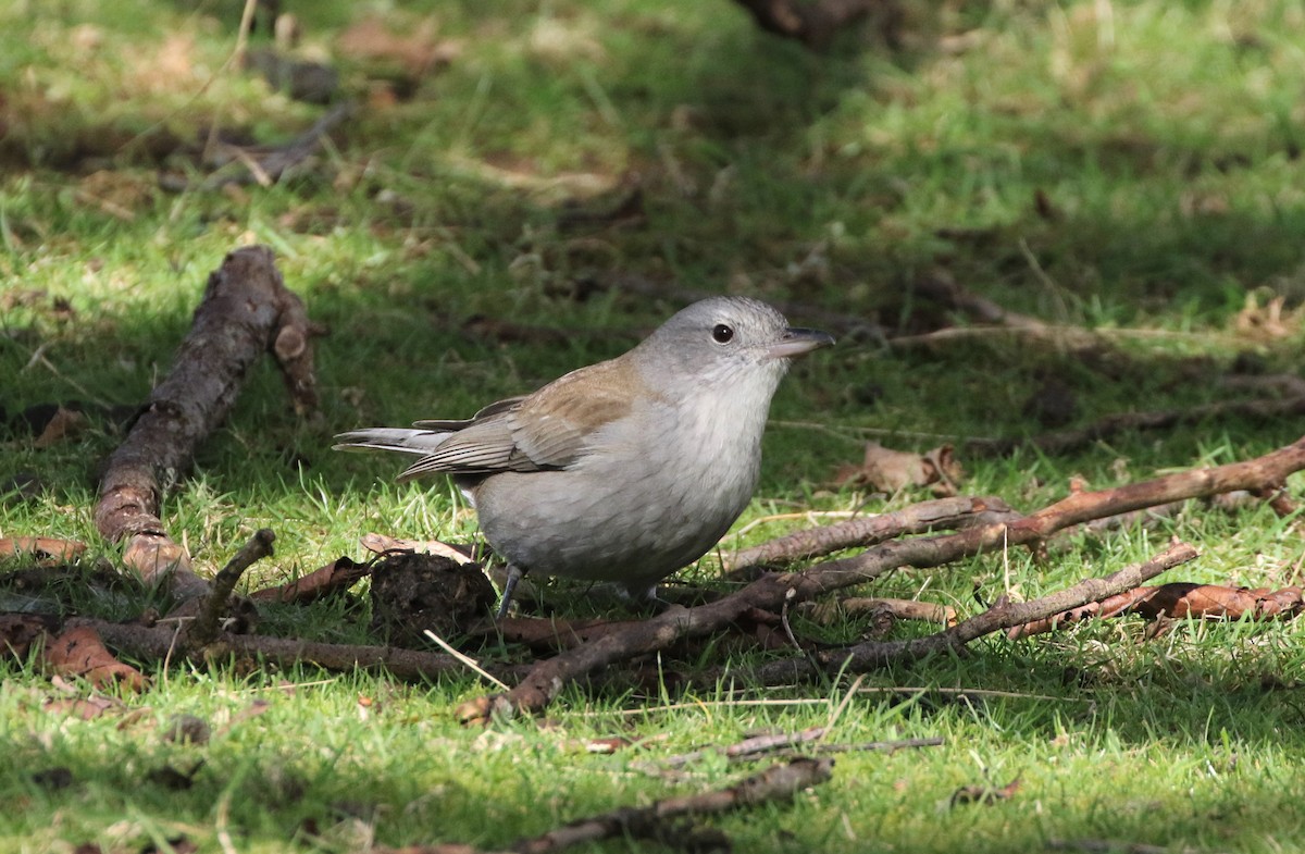 Gray Shrikethrush - ML608857068