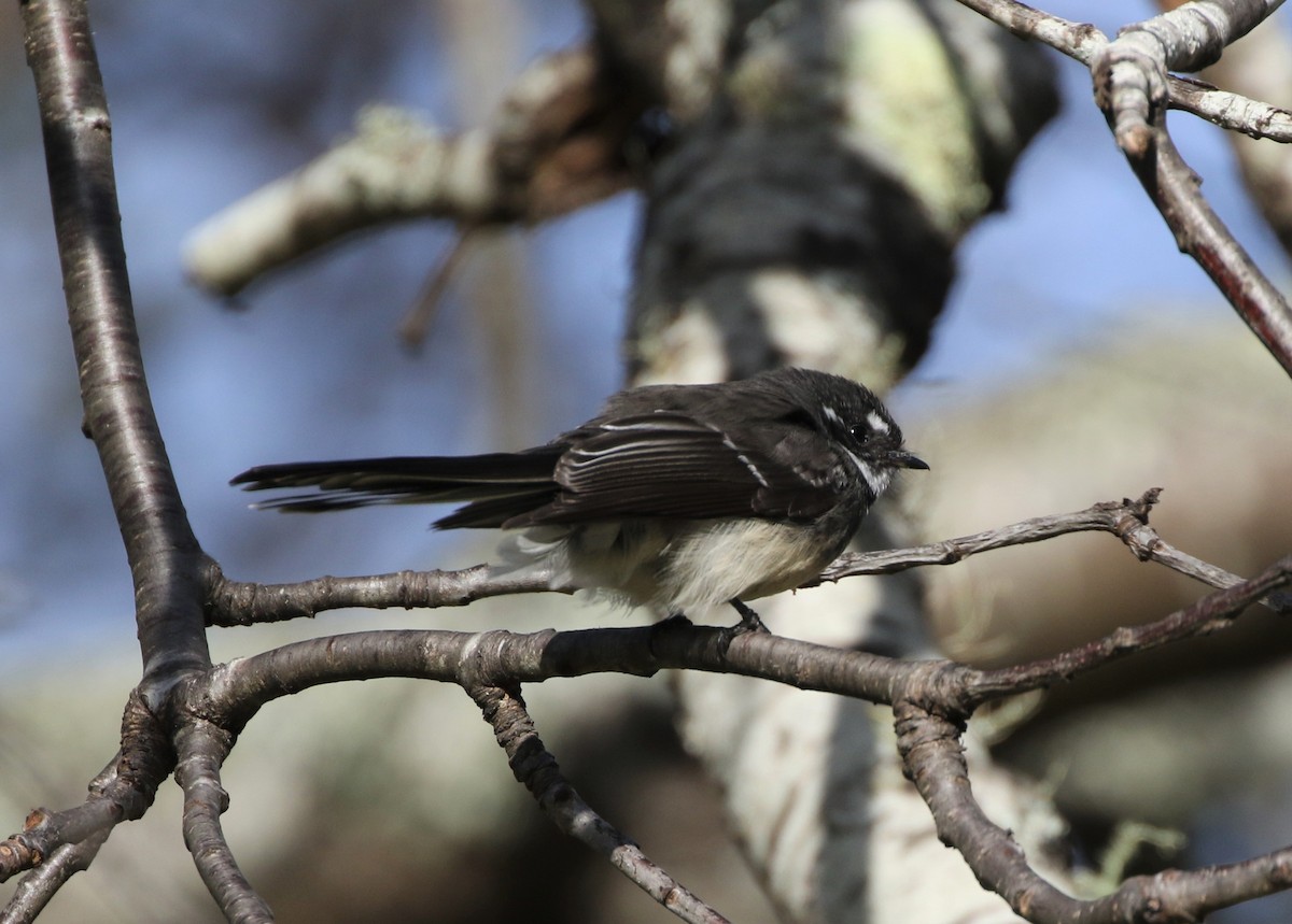 Gray Fantail - ML608857078