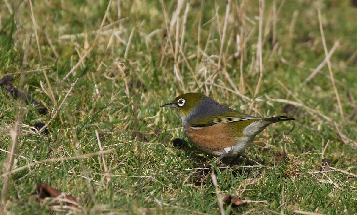 Silvereye - ML608857112