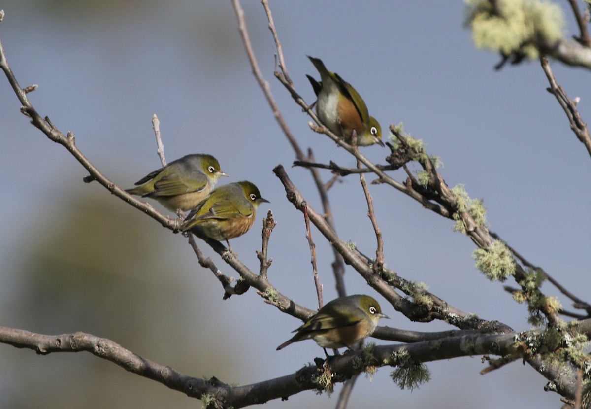 Silvereye - ML608857113