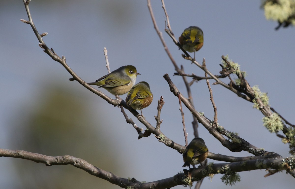 Silvereye - ML608857114