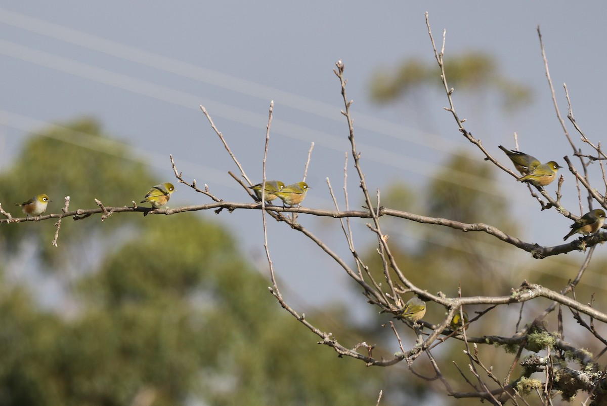 Silvereye - ML608857115