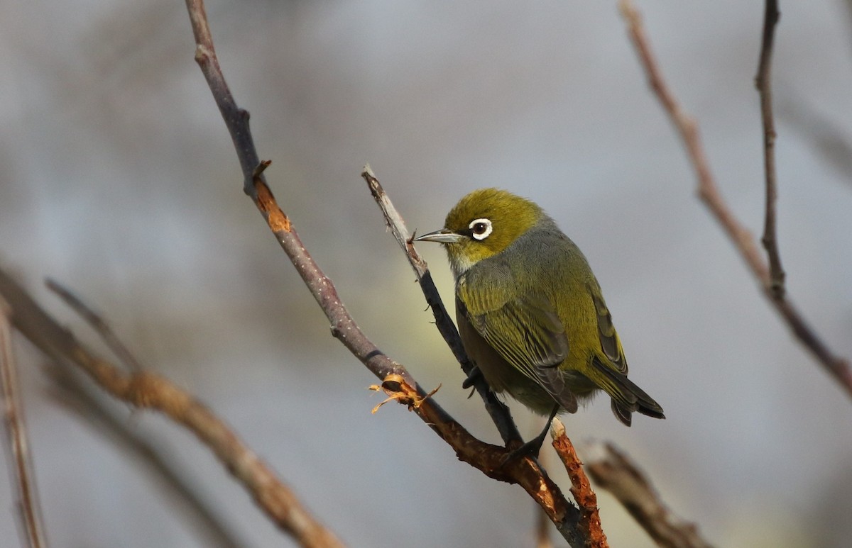 Silvereye - ML608857116