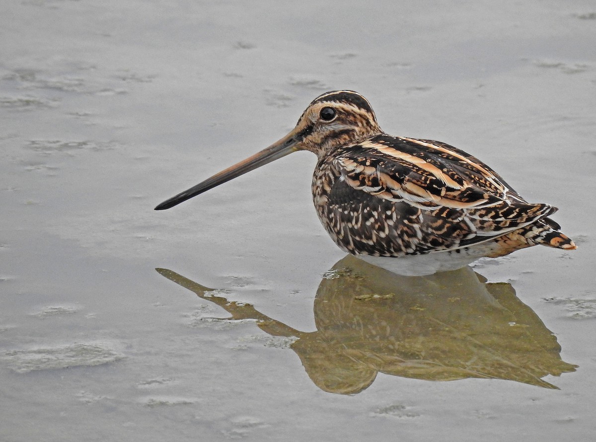 Common Snipe - ML608857154